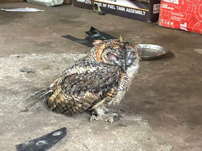 Rare Bloody Owl found in Rambagh Colony | रामबाग कॉलनीत आढळले दुर्मिळ रक्तलोचन घुबड Rare Bloody Owl found in Rambagh Colony | रामबाग कॉलनीत आढळले दुर्मिळ रक्तलोचन घुबड