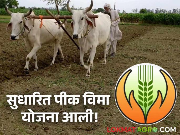 latest News Navin Pik Vima Yojana Now maharashtra has revised crop insurance scheme, see changes | Navin Pik Vima Yojana : राज्यात आता सुधारित पीक विमा योजना, पहा काय-काय बदल झालेत? latest News Navin Pik Vima Yojana Now maharashtra has revised crop insurance scheme, see changes | Navin Pik Vima Yojana : राज्यात आता सुधारित पीक विमा योजना, पहा काय-काय बदल झालेत?