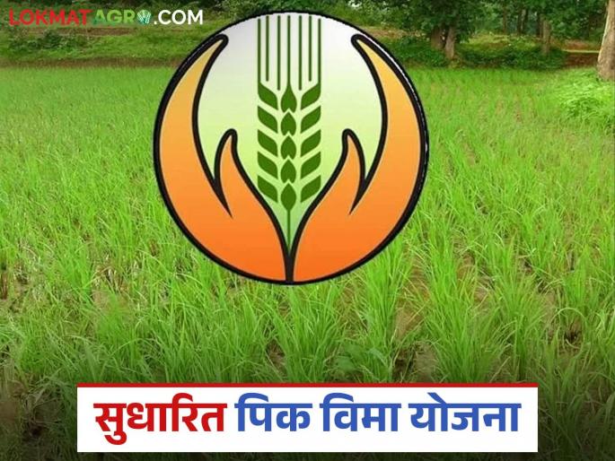 Latest News Pik Vima Yojana Approval to implement "Revised Crop Insurance Scheme" see details | Pik Vima Yojana : पीक विमा योजनेत बदल, पहा सुधारित पीक विमा योजना कशी असेल? वाचा सविस्तर Latest News Pik Vima Yojana Approval to implement "Revised Crop Insurance Scheme" see details | Pik Vima Yojana : पीक विमा योजनेत बदल, पहा सुधारित पीक विमा योजना कशी असेल? वाचा सविस्तर
