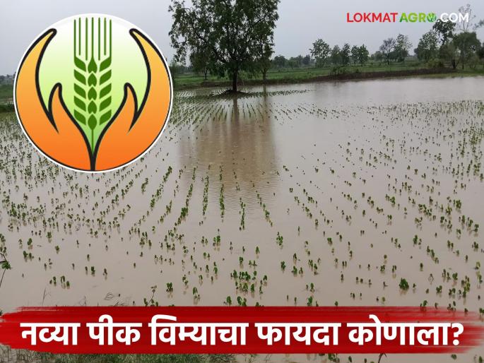 latest news Pik Vima Yojana: New crop insurance scheme ineffective; Heavy rain, flood protection cancelled Read in detail | Pik Vima Yojana : नवी पीक विमा योजना कुचकामी; अतिवृष्टी, पुराचे संरक्षण रद्द वाचा सविस्तर