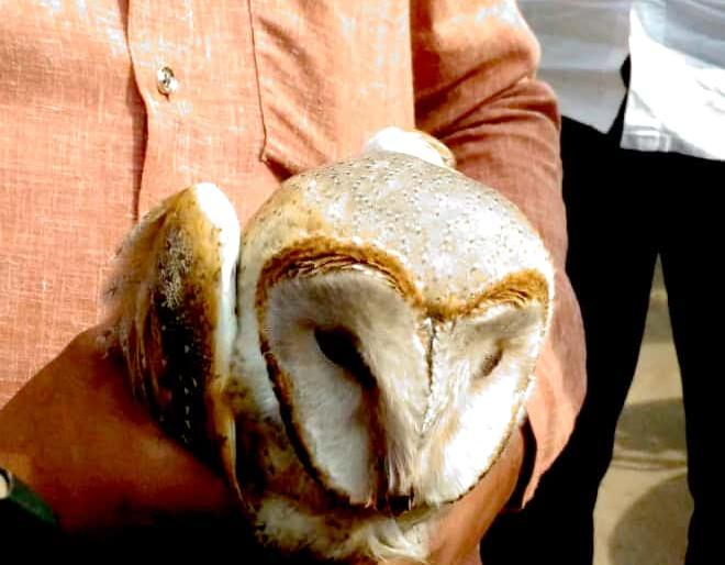  The injured owl is alive in Paithan | जखमी घुबडाला पैठणमध्ये जीवदान