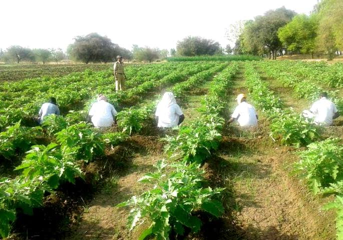 The first jail in Paithan open jail | पैठणचे खुले कारागृह राज्यात प्रथम The first jail in Paithan open jail | पैठणचे खुले कारागृह राज्यात प्रथम