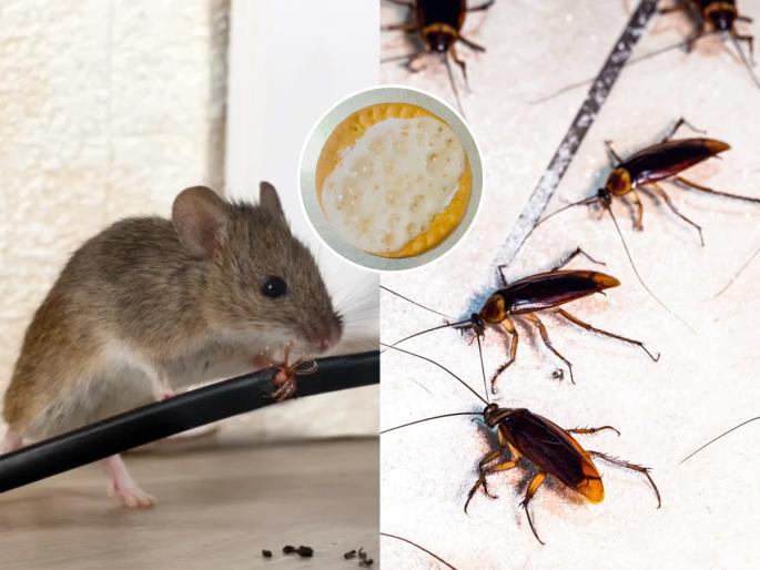 New easy trick to get rid of rats or cockroch from house how to get rid of mice & cockroch without poison fastest way to get rid of rats & cockroch in house naturally | उंदीर, झुरळांनाही खाऊ घाला बिस्कीट! करा असा भन्नाट घरगुती उपाय की घर सोडून जातील पळून...