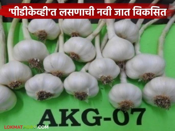 latest news New Garlic Variety: Good news for farmers! New variety available that increases garlic production Read in detail | New Garlic Variety : शेतकऱ्यांसाठी खुशखबर! लसूण उत्पादन वाढवणारी नवी जात उपलब्ध वाचा सविस्तर latest news New Garlic Variety: Good news for farmers! New variety available that increases garlic production Read in detail | New Garlic Variety : शेतकऱ्यांसाठी खुशखबर! लसूण उत्पादन वाढवणारी नवी जात उपलब्ध वाचा सविस्तर