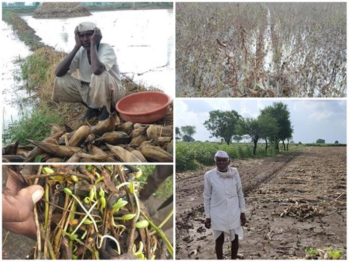 The Wet drought challenges the new government | नव्याने येणाऱ्या सरकारसमोर ओल्या दुष्काळाचे आव्हान The Wet drought challenges the new government | नव्याने येणाऱ्या सरकारसमोर ओल्या दुष्काळाचे आव्हान