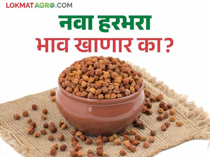 Harbhara Market: New gram has entered the market; The price per quintal is being obtained as follows | Harbhara Market : नवा हरभरा बाजारात दाखल; प्रति क्विंटल असा मिळतोय भाव Harbhara Market: New gram has entered the market; The price per quintal is being obtained as follows | Harbhara Market : नवा हरभरा बाजारात दाखल; प्रति क्विंटल असा मिळतोय भाव