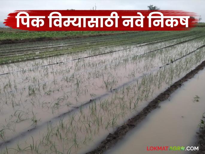 Pik Vima : Government's new criteria for insurance companies; Now these farmers will not get crop insurance | Pik Vima : विमा कंपन्यांसाठी शासनाचे नवे निकष; आता या शेतकऱ्यांना मिळणार नाही पिक विमा Pik Vima : Government's new criteria for insurance companies; Now these farmers will not get crop insurance | Pik Vima : विमा कंपन्यांसाठी शासनाचे नवे निकष; आता या शेतकऱ्यांना मिळणार नाही पिक विमा