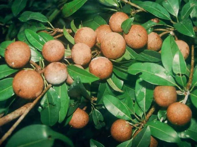 Chickpea farmers should register immediately for fruit crop insurance says Mane | फळपिक विम्यासाठी चिकू उत्पादक शेतकऱ्यांनी तत्काळ करावी नोंदणी! - माने Chickpea farmers should register immediately for fruit crop insurance says Mane | फळपिक विम्यासाठी चिकू उत्पादक शेतकऱ्यांनी तत्काळ करावी नोंदणी! - माने