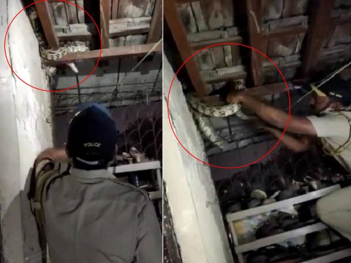 python found in a home at dharavi police constable rescues the same | Video: धारावीतील घरात ६ फूट लांबीचा अजगर; जिगरबाज पोलिसाकडून थरारक सुटका python found in a home at dharavi police constable rescues the same | Video: धारावीतील घरात ६ फूट लांबीचा अजगर; जिगरबाज पोलिसाकडून थरारक सुटका