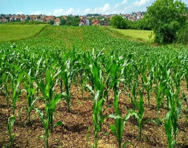 expected record production of rabi food grains including wheat in current crop year agriculture minister | देशात यंदा गहूसह इतर रबी पिकांच्या रेकॉर्ड ब्रेक उत्पादनाची आशा: केंद्रीय कृषी मंत्री expected record production of rabi food grains including wheat in current crop year agriculture minister | देशात यंदा गहूसह इतर रबी पिकांच्या रेकॉर्ड ब्रेक उत्पादनाची आशा: केंद्रीय कृषी मंत्री