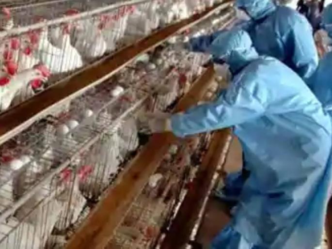 no need to panic there is no outbreak of bird flu in Maharashtra says Forest Department | घाबरण्याचं कारण नाही, महाराष्ट्रात 'बर्ड फ्लू'चा शिरकाव नाही; वनविभागाचा दिलासा