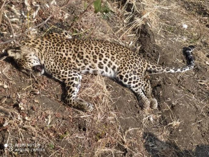 Suspicious death of leopard in Malegaon Yavatmal | यवतमाळच्या माळेगावमध्ये बिबट्याचा संशयास्पद मृत्यू Suspicious death of leopard in Malegaon Yavatmal | यवतमाळच्या माळेगावमध्ये बिबट्याचा संशयास्पद मृत्यू