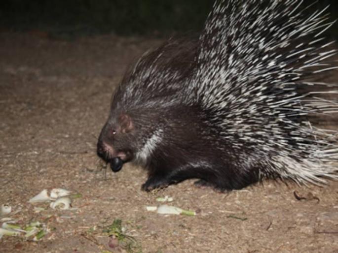 20 kg meat of Sayal animal seized from Pandharkavada | पांढरकवडातून सायाळ प्राण्याचे २० किलो मांस जप्त 20 kg meat of Sayal animal seized from Pandharkavada | पांढरकवडातून सायाळ प्राण्याचे २० किलो मांस जप्त
