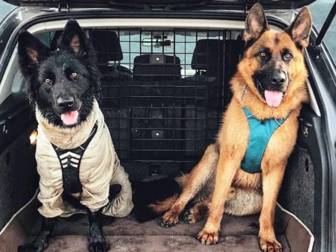 poland plans to give pensions for dogs and horses of state employment | श्वान आणि घोड्यांना पेन्शन देणार 'हा' देश; संसदेत आणला जाणार कायदा