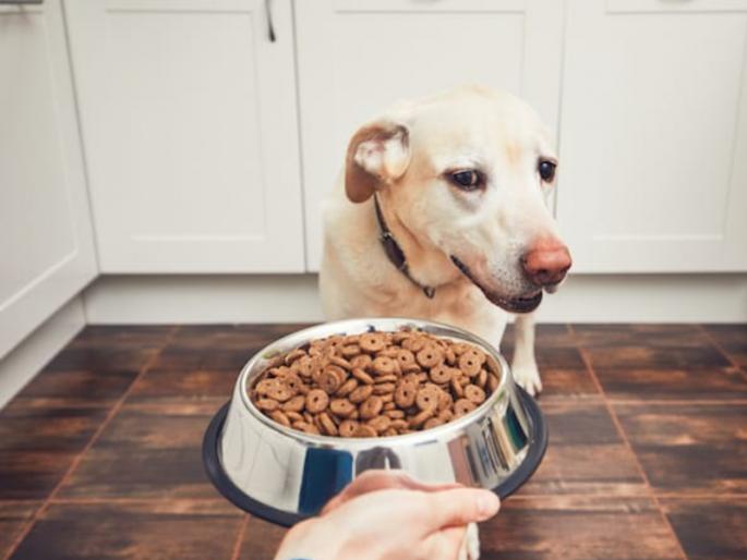 It would not be an exaggeration to say that humans should learn to fast from animals! | 'उपास कसा करावा' हे मानवाने पशूपक्ष्यांकडून शिकावे, असे म्हटल्यास अतिशयोक्ती ठरणार नाही! It would not be an exaggeration to say that humans should learn to fast from animals! | 'उपास कसा करावा' हे मानवाने पशूपक्ष्यांकडून शिकावे, असे म्हटल्यास अतिशयोक्ती ठरणार नाही!