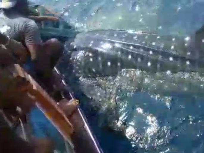 Another whale was rescued by Uttan fishermen | उत्तनच्या मच्छीमारांनी आणखी एका व्हेल माशाला दिले जीवदान