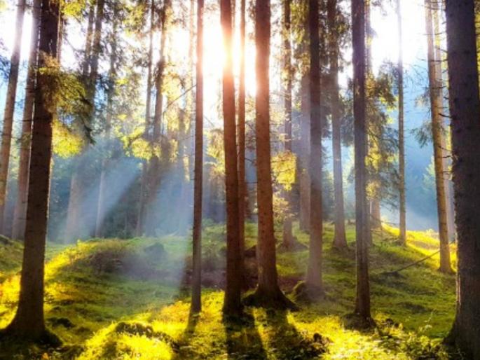 Read what we should learn from these 24 'gurus' of nature! | निसर्गातील 'या' २४ गुरुंकडून आपण काय शिकले पाहिजे, ते वाचा! Read what we should learn from these 24 'gurus' of nature! | निसर्गातील 'या' २४ गुरुंकडून आपण काय शिकले पाहिजे, ते वाचा!