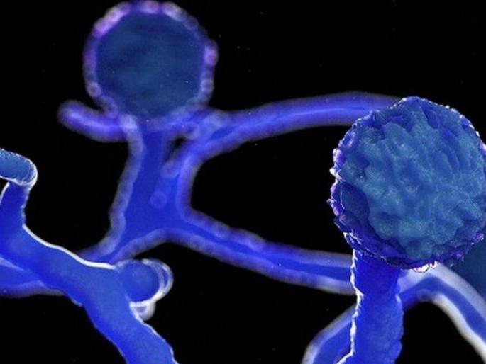 mucormycosis First death in Satara 22 patients are undergoing treatment at the district hospital | Mucormycosis: साताऱ्यात म्युकर मायकोसिसचा पहिला बळी; जिल्हा रुग्णालयात २२ रुग्णावर उपचार सुरू mucormycosis First death in Satara 22 patients are undergoing treatment at the district hospital | Mucormycosis: साताऱ्यात म्युकर मायकोसिसचा पहिला बळी; जिल्हा रुग्णालयात २२ रुग्णावर उपचार सुरू