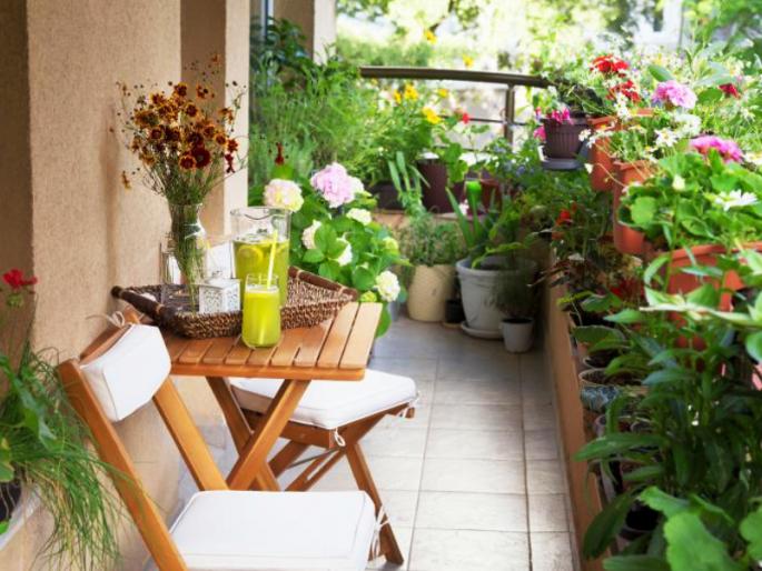 Vastushastra says, do not plant 'this' plant in the house by mistake, otherwise there will be many obstacles in the work! | वास्तुशास्त्र सांगते, घरात चुकूनही 'ही' रोपटी लावू नका, अन्यथा कार्यात येतील अनेक अडथळे! Vastushastra says, do not plant 'this' plant in the house by mistake, otherwise there will be many obstacles in the work! | वास्तुशास्त्र सांगते, घरात चुकूनही 'ही' रोपटी लावू नका, अन्यथा कार्यात येतील अनेक अडथळे!