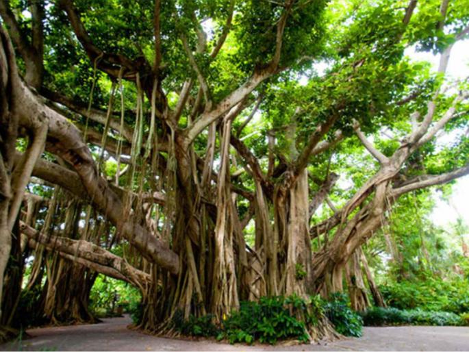 vat purnima 2021: Read the mythology of the origin of the banyan tree, as well as its spiritual and Ayurvedic significance! | vat purnima 2021: वटवृक्षाच्या उत्पत्तीची पौराणिक कथा, तसेच त्याचे आध्यात्मिक आणि आयुर्वेदातील महत्त्व वाचा! vat purnima 2021: Read the mythology of the origin of the banyan tree, as well as its spiritual and Ayurvedic significance! | vat purnima 2021: वटवृक्षाच्या उत्पत्तीची पौराणिक कथा, तसेच त्याचे आध्यात्मिक आणि आयुर्वेदातील महत्त्व वाचा!