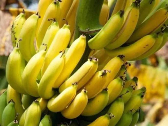 gi certified jalgaon banana exported to dubai india exported almost two lakh tonne worth rupees 619 crore in 2020 | दुबईकरांना भावली महाराष्ट्राची स्पेशल केळी! भारतानं केली तब्बल ६०० कोटींहून अधिक रुपयांची उलाढाल gi certified jalgaon banana exported to dubai india exported almost two lakh tonne worth rupees 619 crore in 2020 | दुबईकरांना भावली महाराष्ट्राची स्पेशल केळी! भारतानं केली तब्बल ६०० कोटींहून अधिक रुपयांची उलाढाल