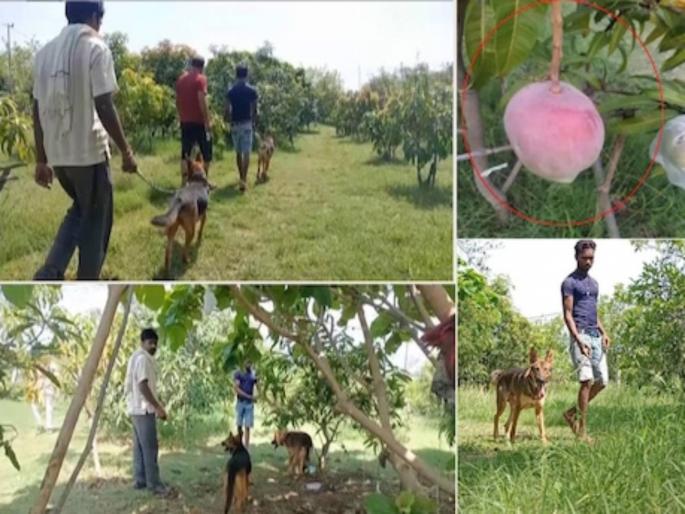 jabalpur miyazaki mangoes sell for about 3 lakh per kg 4 guards 6 dogs to protect | ७ आंब्यांसाठी ४ रखवालदार अन् ६ कुत्रे तैनात; असं आहे तरी काय आंब्यांत? किंमत ऐकून चक्रावून जाल jabalpur miyazaki mangoes sell for about 3 lakh per kg 4 guards 6 dogs to protect | ७ आंब्यांसाठी ४ रखवालदार अन् ६ कुत्रे तैनात; असं आहे तरी काय आंब्यांत? किंमत ऐकून चक्रावून जाल