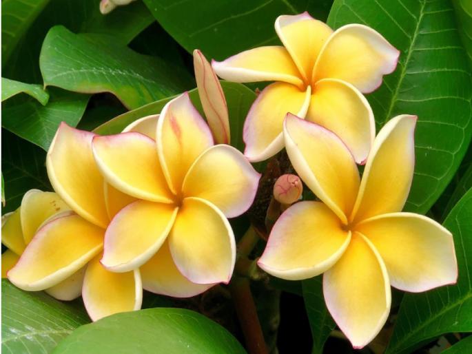 Champak Dwadashi: Today, Lord Vishnu must have at least one champa flower! | चंपक द्वादशी : आज भगवान विष्णूंना एक तरी चाफ्याचे फुल अवश्य वहा! Champak Dwadashi: Today, Lord Vishnu must have at least one champa flower! | चंपक द्वादशी : आज भगवान विष्णूंना एक तरी चाफ्याचे फुल अवश्य वहा!