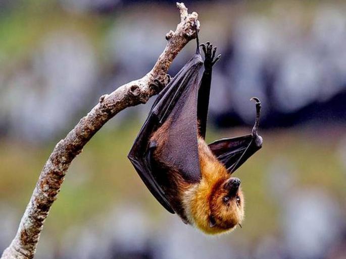 Nipah virus found in two bat species first time in Maharashtra by NIV team | Nipah Virus: धोका वाढला! राज्यातील वटवाघूळांमध्ये पहिल्यांदाच 'निपाह' विषाणू आढळला; मृत्यूदर ६५% असल्यानं चिंतेत भर Nipah virus found in two bat species first time in Maharashtra by NIV team | Nipah Virus: धोका वाढला! राज्यातील वटवाघूळांमध्ये पहिल्यांदाच 'निपाह' विषाणू आढळला; मृत्यूदर ६५% असल्यानं चिंतेत भर