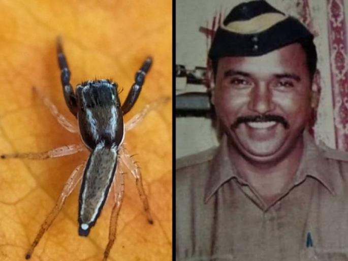 New spider species Icius Tukarami named after 26/11 braveheart cop Tukaram Omble | अनोखा सॅल्यूट! नव्यानं शोध लागलेल्या कोळीच्या प्रजातीला २६/११ हल्ल्यातील शहीद तुकाराम ओंबळेंचं नाव New spider species Icius Tukarami named after 26/11 braveheart cop Tukaram Omble | अनोखा सॅल्यूट! नव्यानं शोध लागलेल्या कोळीच्या प्रजातीला २६/११ हल्ल्यातील शहीद तुकाराम ओंबळेंचं नाव