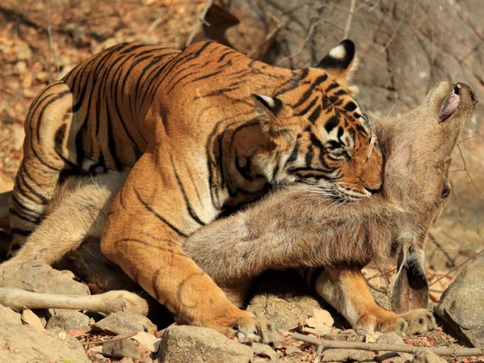 If there is a God, he will help me; But ....! | असेल माझा हरी तर देईल खाटल्यावरी; पण....! If there is a God, he will help me; But ....! | असेल माझा हरी तर देईल खाटल्यावरी; पण....!