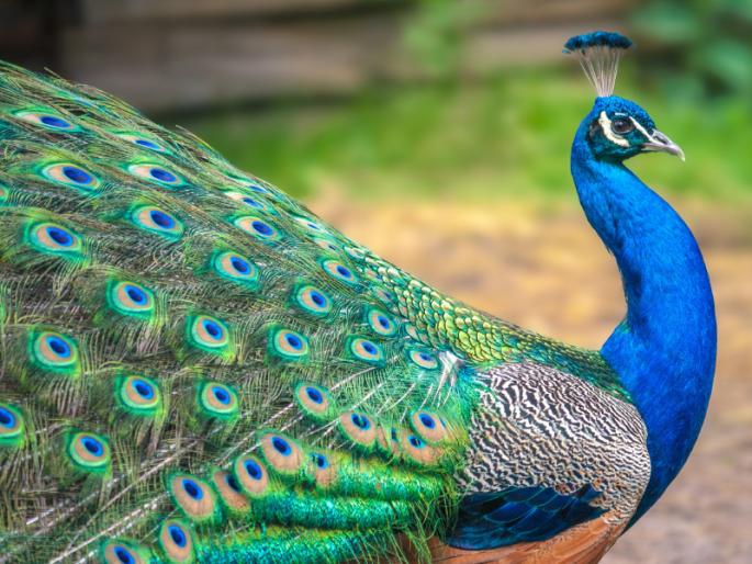 Do not compare yourself with the happiness of others, be content with what you have; Read this parable! | दुसऱ्यांच्या सुखाशी तुलना करू नका, जे आहे त्यात समाधानी राहा; वाचा ही बोधकथा! Do not compare yourself with the happiness of others, be content with what you have; Read this parable! | दुसऱ्यांच्या सुखाशी तुलना करू नका, जे आहे त्यात समाधानी राहा; वाचा ही बोधकथा!