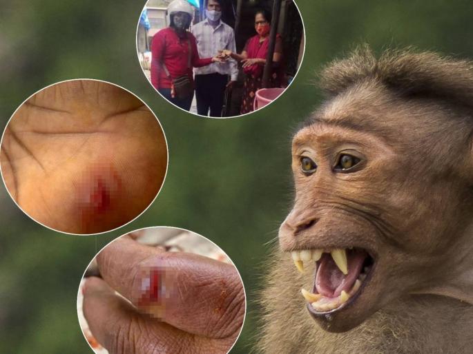 monkey enters house in borivali attacks women who tries to save her son | शेवटी आईचंच काळीज! मुलाला वाचवण्यासाठी तिनं माकडाचे हल्ले झेलले; घरात अर्धा तास थरार monkey enters house in borivali attacks women who tries to save her son | शेवटी आईचंच काळीज! मुलाला वाचवण्यासाठी तिनं माकडाचे हल्ले झेलले; घरात अर्धा तास थरार