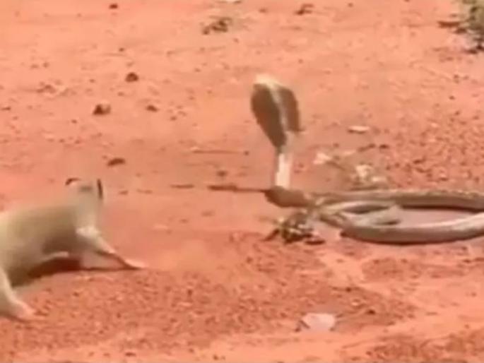 fight between snake and mongoose see who win who lost in video | साप आणि मुंगूस यांच्यात जबरदस्त द्वंद्व, कोण जिंकलं?; पाहा थरारक Video fight between snake and mongoose see who win who lost in video | साप आणि मुंगूस यांच्यात जबरदस्त द्वंद्व, कोण जिंकलं?; पाहा थरारक Video