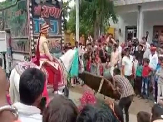 Horse Flared Up During Marriage And Run Away With Groom In Ajmer Video Goes Viral | वाजतगाजत नवरदेवाची स्वारी हॉलवर आली; तितक्यात घोडी नवऱ्याला घेऊन फरार झाली; अन् मग... Horse Flared Up During Marriage And Run Away With Groom In Ajmer Video Goes Viral | वाजतगाजत नवरदेवाची स्वारी हॉलवर आली; तितक्यात घोडी नवऱ्याला घेऊन फरार झाली; अन् मग...