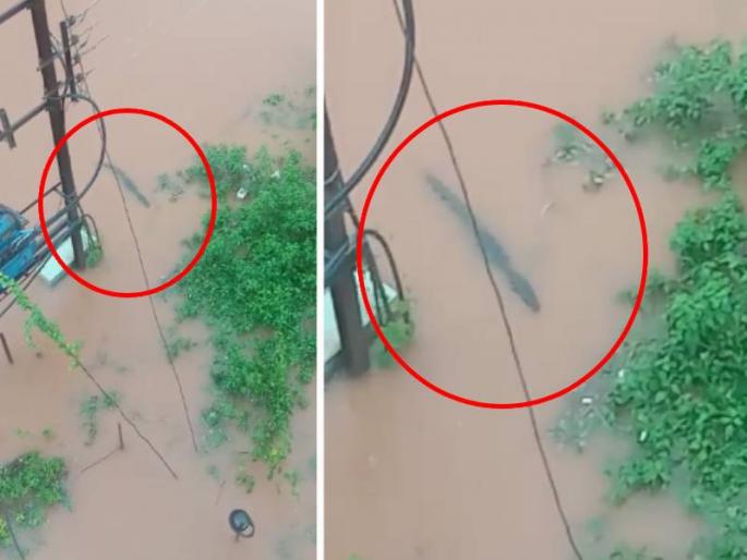 ratnagiri rain updates Chiplun Flood crocodile seen in khardi village video goes viral | Chiplun Flood: आधीच घरात पुराचं पाणी, त्यात मगरींचं संकट; चिपळूणच्या रहिवासी भागात मगरींचा संचार ratnagiri rain updates Chiplun Flood crocodile seen in khardi village video goes viral | Chiplun Flood: आधीच घरात पुराचं पाणी, त्यात मगरींचं संकट; चिपळूणच्या रहिवासी भागात मगरींचा संचार
