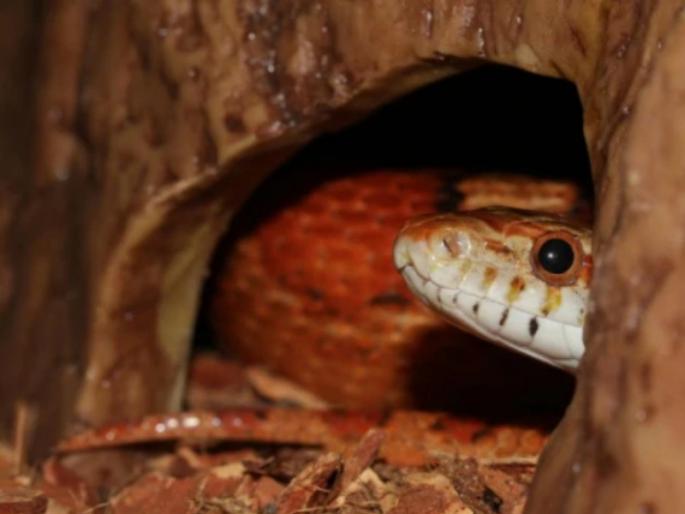 Shravan Vrat 2021: The reason why chopping, frying, roasting, cutting are avoided on the day of Nagpanchami! | Shravan Vrat 2021 : चिरणे, तळणे, भाजणे, कापणे या गोष्टी नागपंचमीच्या दिवशी का टाळल्या जातात, त्याचे कारण! Shravan Vrat 2021: The reason why chopping, frying, roasting, cutting are avoided on the day of Nagpanchami! | Shravan Vrat 2021 : चिरणे, तळणे, भाजणे, कापणे या गोष्टी नागपंचमीच्या दिवशी का टाळल्या जातात, त्याचे कारण!