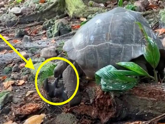 Giant tortoise filmed hunting and killing bird in ‘horrifying’ footage | अनपेक्षित! अनाकलनीय!! शाकाहारी कासवाकडून पक्षाची शिकार; VIDEO पाहून संशोधक हैराण Giant tortoise filmed hunting and killing bird in ‘horrifying’ footage | अनपेक्षित! अनाकलनीय!! शाकाहारी कासवाकडून पक्षाची शिकार; VIDEO पाहून संशोधक हैराण