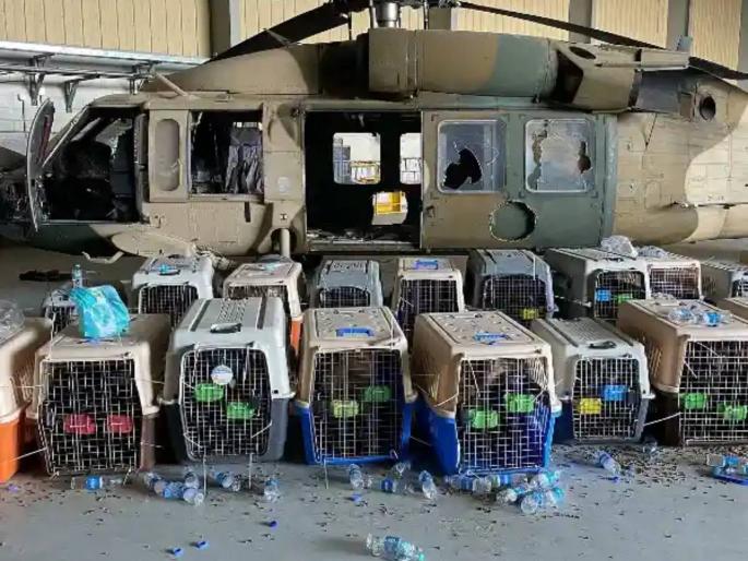 us military abandoned dozens of service dogs in kabul india rescues all | अमेरिकेला जे जमलं नाही, ते भारतानं करून दाखवलं; वाचून प्रत्येक भारतीयाला अभिमान वाटेल us military abandoned dozens of service dogs in kabul india rescues all | अमेरिकेला जे जमलं नाही, ते भारतानं करून दाखवलं; वाचून प्रत्येक भारतीयाला अभिमान वाटेल