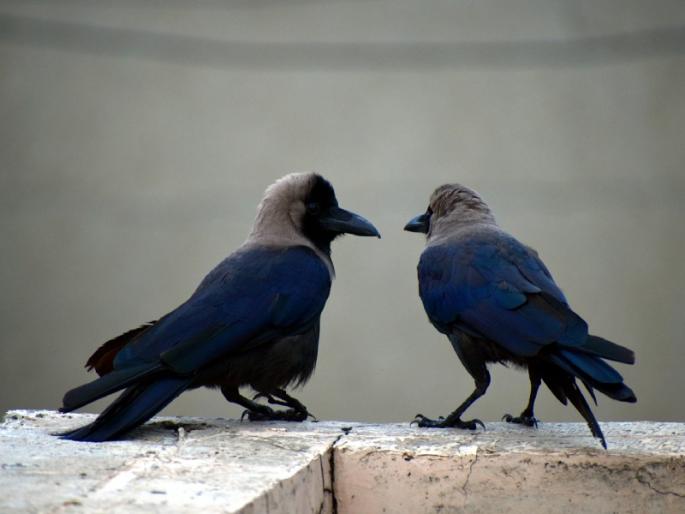 Pitru Paksha 2021: What is being discussed among the crows who are fed as Pitru? ... A fictional dialogue between two crows! | Pitru Paksha 2021 : पितर म्हणून ज्यांना जेवू घालतो, त्या कावळ्यांमध्ये काय चर्चा होत असेल?... कावळा-कावळीचा एक काल्पनिक संवाद Pitru Paksha 2021: What is being discussed among the crows who are fed as Pitru? ... A fictional dialogue between two crows! | Pitru Paksha 2021 : पितर म्हणून ज्यांना जेवू घालतो, त्या कावळ्यांमध्ये काय चर्चा होत असेल?... कावळा-कावळीचा एक काल्पनिक संवाद