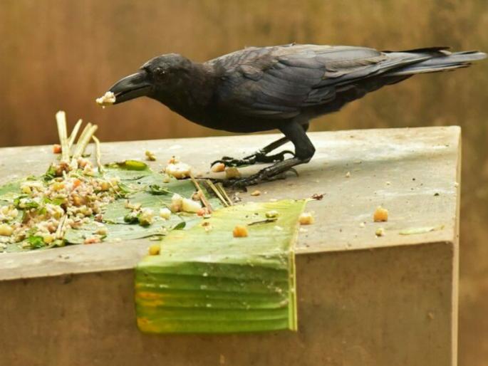 Pitru Paksha 2021: The answer to how our offering food to Pitru reaches them is found in the Matsya and Markandeya Puranas; Read on! | Pitru Paksha 2021 : आपण अर्पण केलेला नैवेद्य पितरांपर्यंत कसा पोहोचतो याचे उत्तर मत्स्य व मार्कण्डेय पुराणांमध्ये सापडते; वाचा! Pitru Paksha 2021: The answer to how our offering food to Pitru reaches them is found in the Matsya and Markandeya Puranas; Read on! | Pitru Paksha 2021 : आपण अर्पण केलेला नैवेद्य पितरांपर्यंत कसा पोहोचतो याचे उत्तर मत्स्य व मार्कण्डेय पुराणांमध्ये सापडते; वाचा!