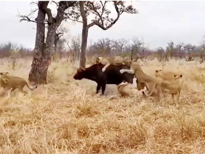 lion vs buffalo fight video teaches people a lesson of true friendship | VIDEO: आठ सिंह करणार होते म्हैशीचा करेक्ट कार्यक्रम; पण शेवटच्या क्षणी भलतंच घडलं lion vs buffalo fight video teaches people a lesson of true friendship | VIDEO: आठ सिंह करणार होते म्हैशीचा करेक्ट कार्यक्रम; पण शेवटच्या क्षणी भलतंच घडलं