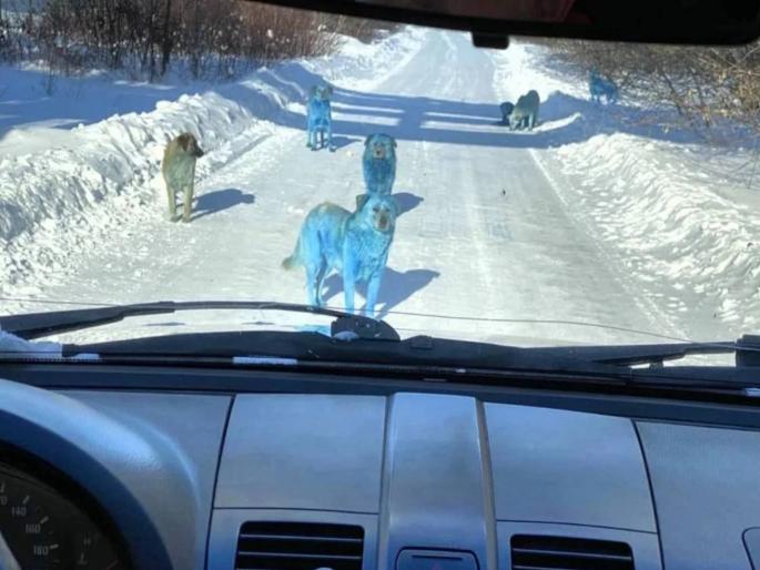 Reason Why Blue Dogs Were Seen In Russia | ...अन् अचानक रस्त्यात फिरताना दिसू लागले निळे कुत्रे; पाहून स्थानिक बुचकळ्यात पडले Reason Why Blue Dogs Were Seen In Russia | ...अन् अचानक रस्त्यात फिरताना दिसू लागले निळे कुत्रे; पाहून स्थानिक बुचकळ्यात पडले