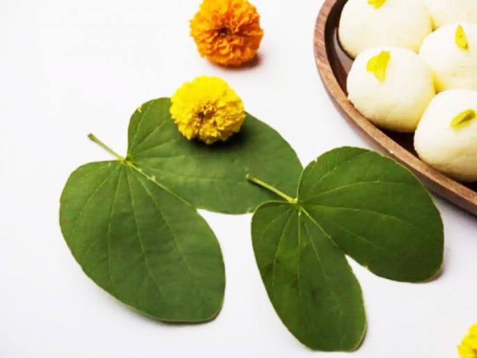 Dussehra 2021: Why Dussehra is given Aptachi leaves instead of Tulsi or Bella leaves? Find out because ... | Dussehra 2021 :दसऱ्याला तुळशीच्या किंवा बेलाच्या पानांऐवजी आपट्याचीच पाने का देतात? जाणून घ्या कारण... Dussehra 2021: Why Dussehra is given Aptachi leaves instead of Tulsi or Bella leaves? Find out because ... | Dussehra 2021 :दसऱ्याला तुळशीच्या किंवा बेलाच्या पानांऐवजी आपट्याचीच पाने का देतात? जाणून घ्या कारण...