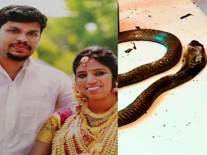 Unmasking the killer behind the cobra How Kerala cops cracked the case | ‘कोब्रा’द्वारे पत्नीचा खून; पोलिसांनी शून्यातून उभा केला खटला, न्यायालयाकडूनही कौतुक Unmasking the killer behind the cobra How Kerala cops cracked the case | ‘कोब्रा’द्वारे पत्नीचा खून; पोलिसांनी शून्यातून उभा केला खटला, न्यायालयाकडूनही कौतुक