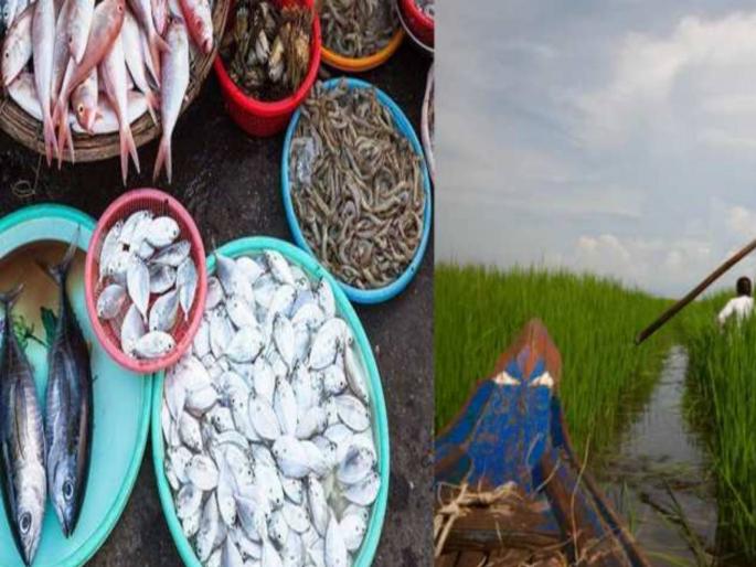 fish rained in bhadohi district of uttar pradesh | आकाशातून पडू लागला चक्क माशांचा पाऊस; गावकरी चक्रावले, परिसरात खळबळ fish rained in bhadohi district of uttar pradesh | आकाशातून पडू लागला चक्क माशांचा पाऊस; गावकरी चक्रावले, परिसरात खळबळ