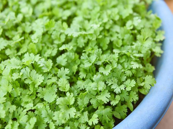 coriander at Rs 100 after green chilies at rs 200 per kilo | महागाईचा तडाखा! डिझेलपाठोपाठ कोथिंबीरही १०० रुपयांवर; हिरवी मिरचीही २०० रुपये किलो coriander at Rs 100 after green chilies at rs 200 per kilo | महागाईचा तडाखा! डिझेलपाठोपाठ कोथिंबीरही १०० रुपयांवर; हिरवी मिरचीही २०० रुपये किलो