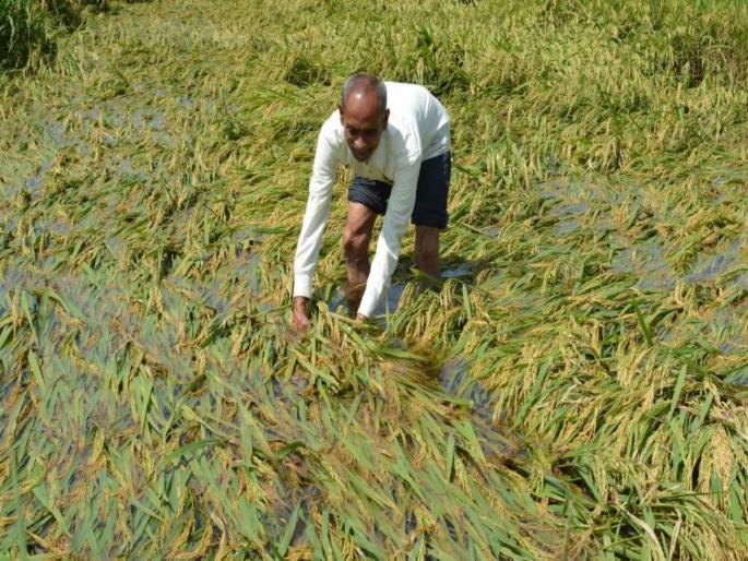 Crop insurance will be compensated within a month | महिनाभरात पीक विम्याची नुकसानभरपाई मिळणार; राज्यात ३४ लाख बाधित शेतकरी