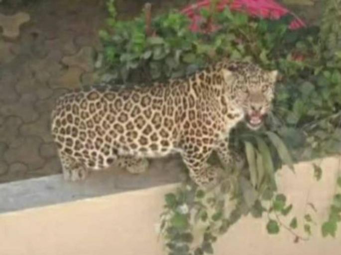 in vardha leopard spotted in the premised of acharya vinoba bhave hospital | रुग्णालय परिसरात बिबट्या आढळल्याने खळबळ; वनविभागाकडून रेस्क्यू ऑपरेशन सुरू in vardha leopard spotted in the premised of acharya vinoba bhave hospital | रुग्णालय परिसरात बिबट्या आढळल्याने खळबळ; वनविभागाकडून रेस्क्यू ऑपरेशन सुरू