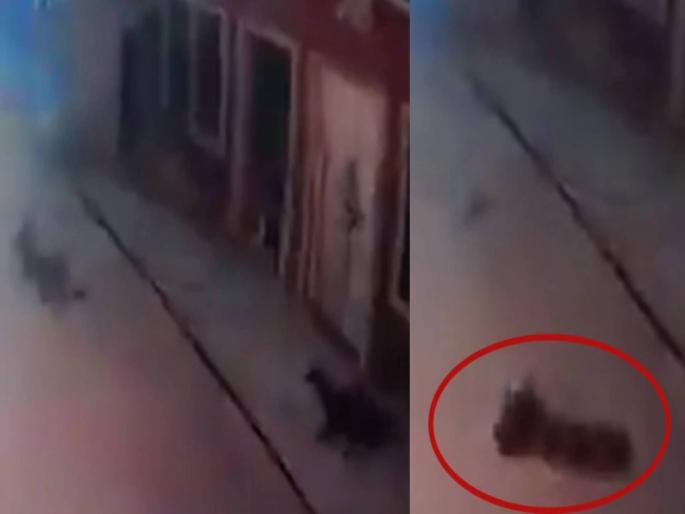 seeing panther dog had a heart attack died in agony watch video | बिबट्याला पाहताच कुत्र्याला हार्ट अटॅक; तडफडून मृत्यू, घटना सीसीटीव्हीत कैद seeing panther dog had a heart attack died in agony watch video | बिबट्याला पाहताच कुत्र्याला हार्ट अटॅक; तडफडून मृत्यू, घटना सीसीटीव्हीत कैद