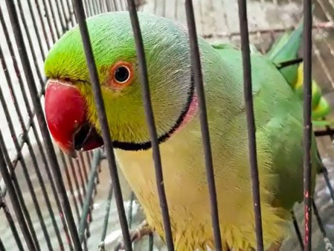 Opportunity is in front of you but do you have the ability to make it gold? Read the story of a parrot! | संधी समोर आहे पण त्याचे सोने करण्याची क्षमता तुमच्यात आहे का? वाचा एका पोपटाची गोष्ट! Opportunity is in front of you but do you have the ability to make it gold? Read the story of a parrot! | संधी समोर आहे पण त्याचे सोने करण्याची क्षमता तुमच्यात आहे का? वाचा एका पोपटाची गोष्ट!
